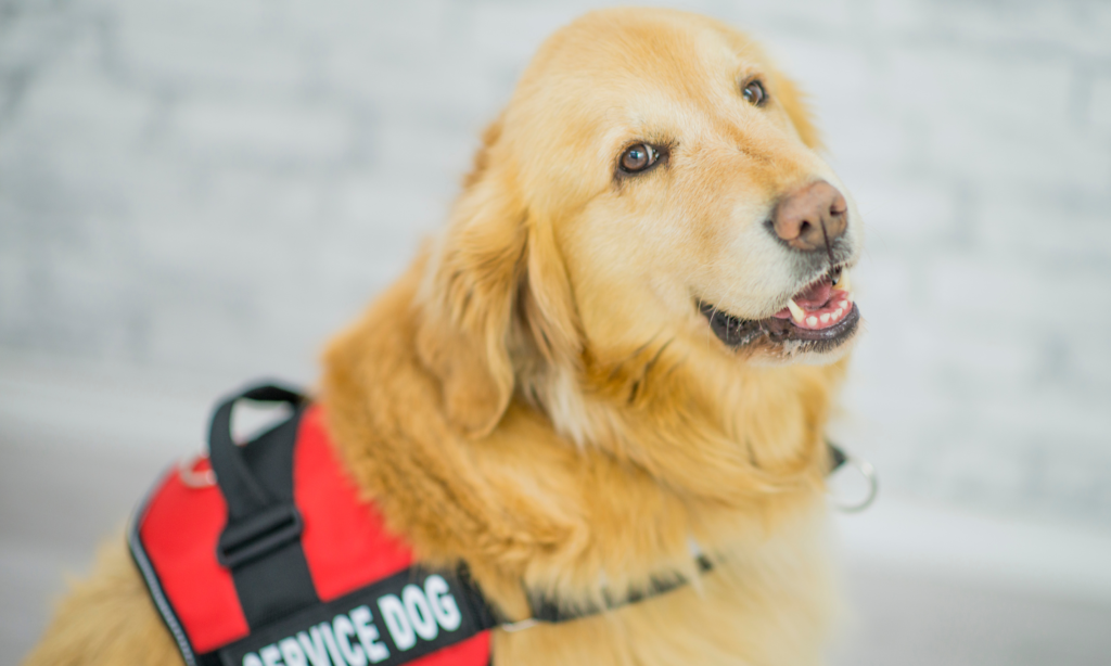 National Guide Dog Month Interesting Facts and Etiquette